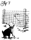 Figure 7: You'll need to fence your pasture well, or else keep shepherd dogs with the flock to discourage feral canines.